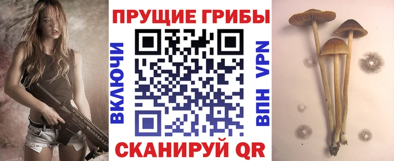 закладки  Ефремов  Псилоцибиновые грибы мицелий 