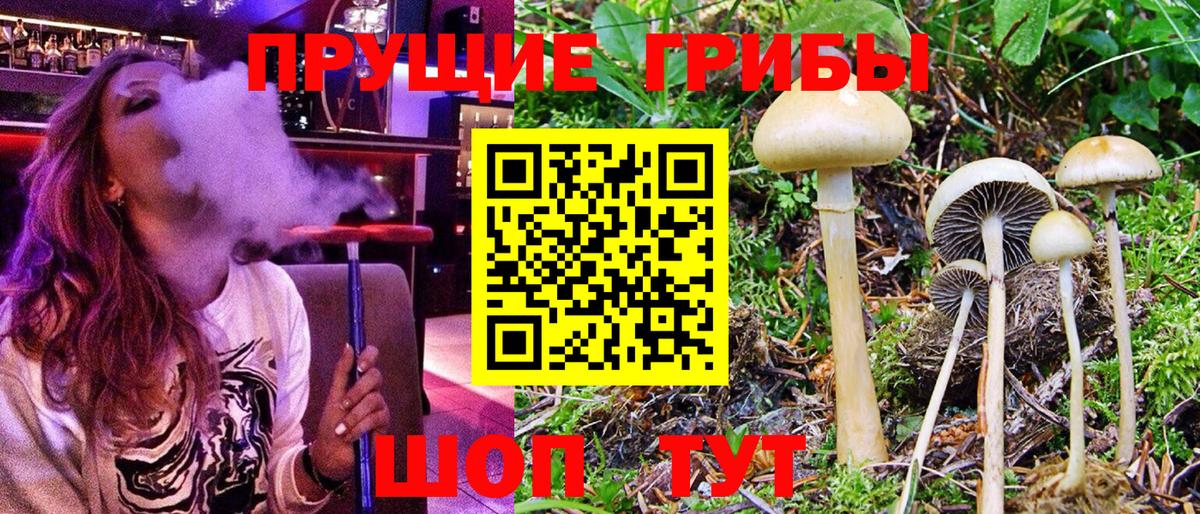 Псилоцибиновые грибы Psilocybe Ефремов
