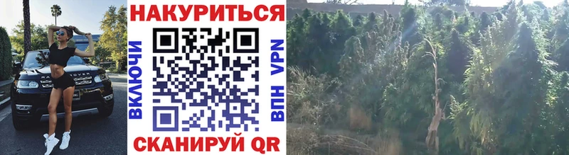 Каннабис сатива  цены наркотик  Ефремов 